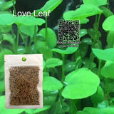 Waterweed Water Grass Seed Aquarium Plants Seeds